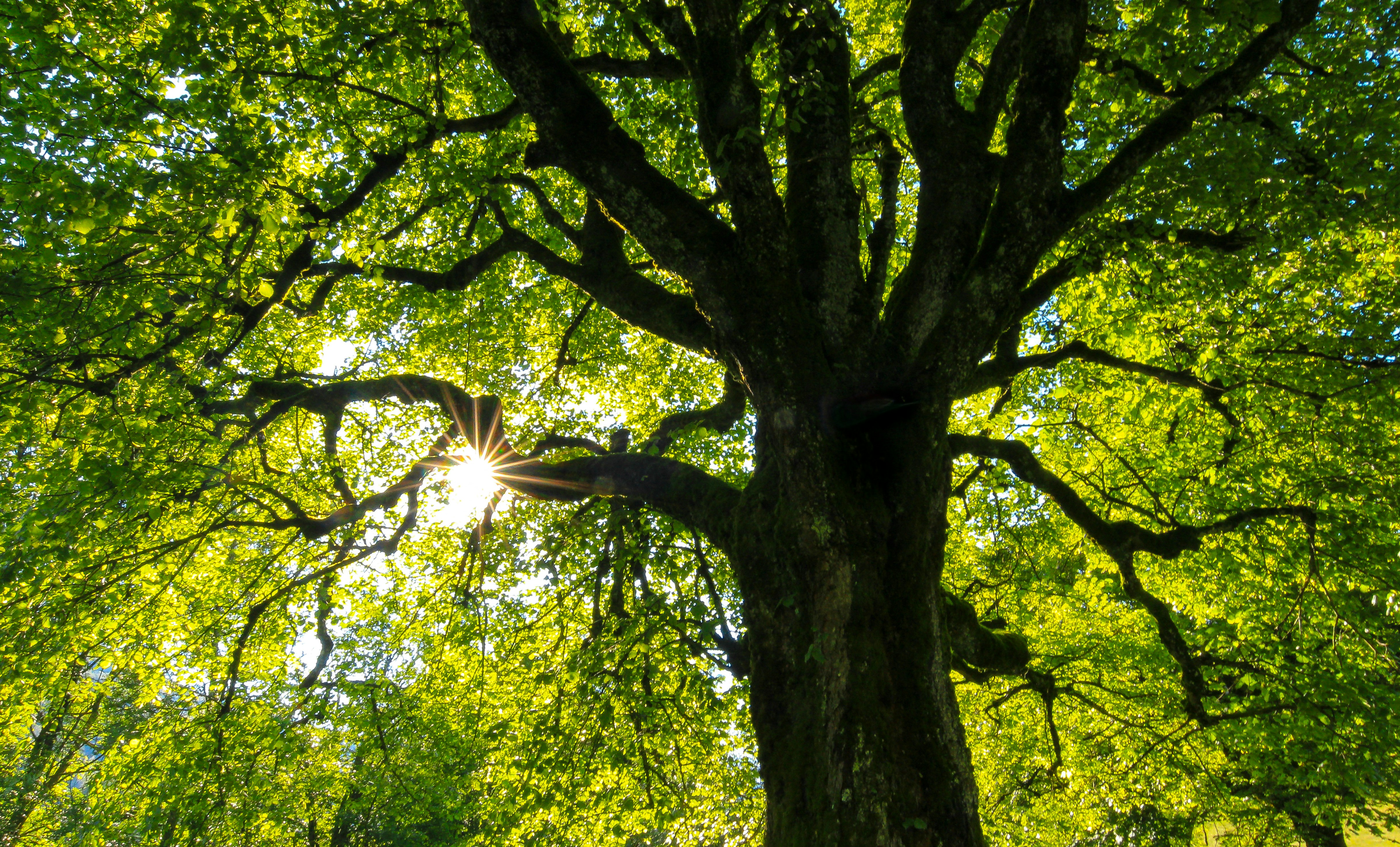 A large tree with a thick trunk and sprawling branches, surrounded by vibrant green leaves, with sunlight filtering through the foliage, creating a dappled effect on the ground below. The image captures the beauty of urban forestry.