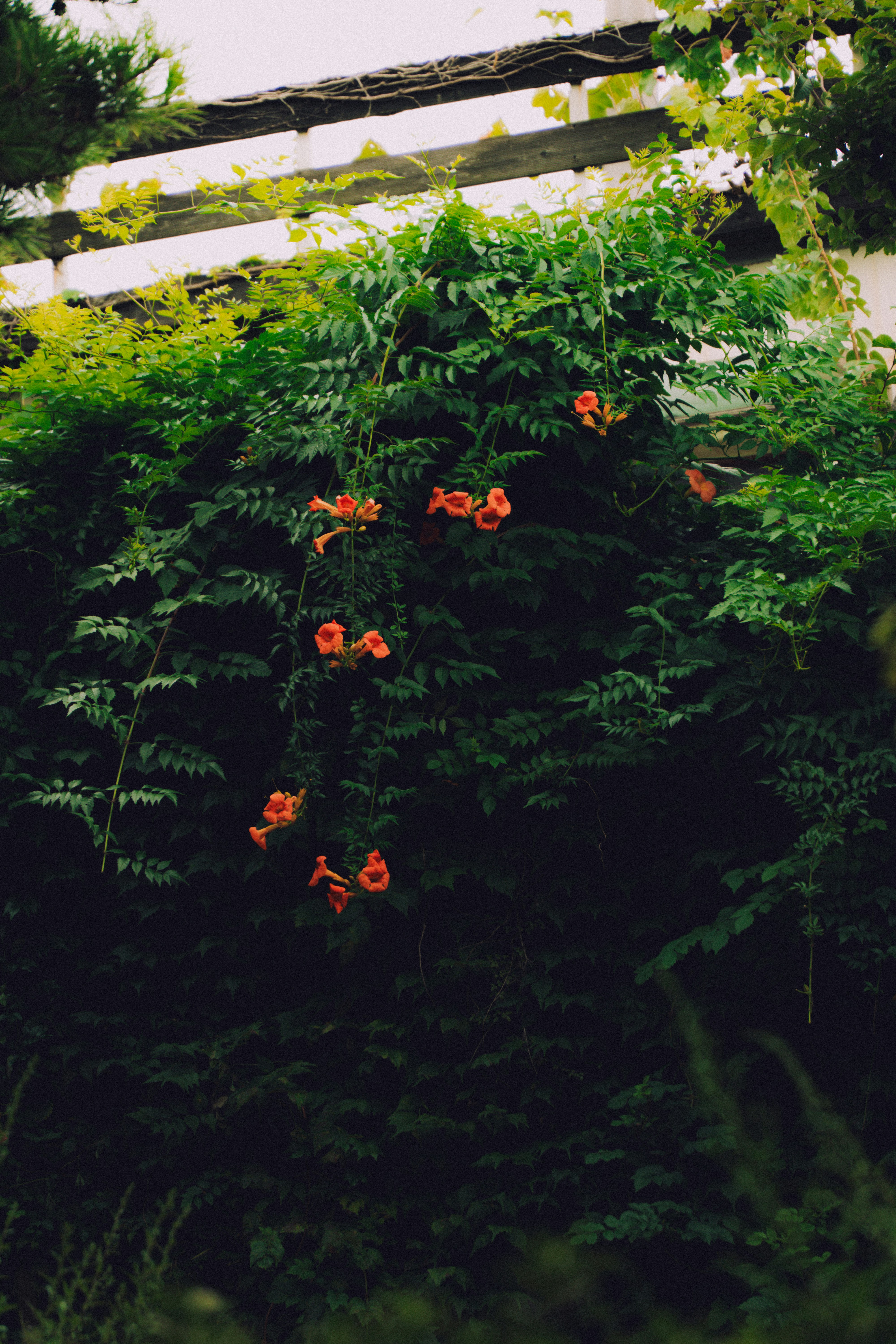 A close-up view of green foliage with vibrant orange flowers intertwined on a trellis. The setting features a mix of leaves and flowers, showcasing a lush urban greenspace atmosphere. Above, a wooden trellis is partly visible among the greenery.