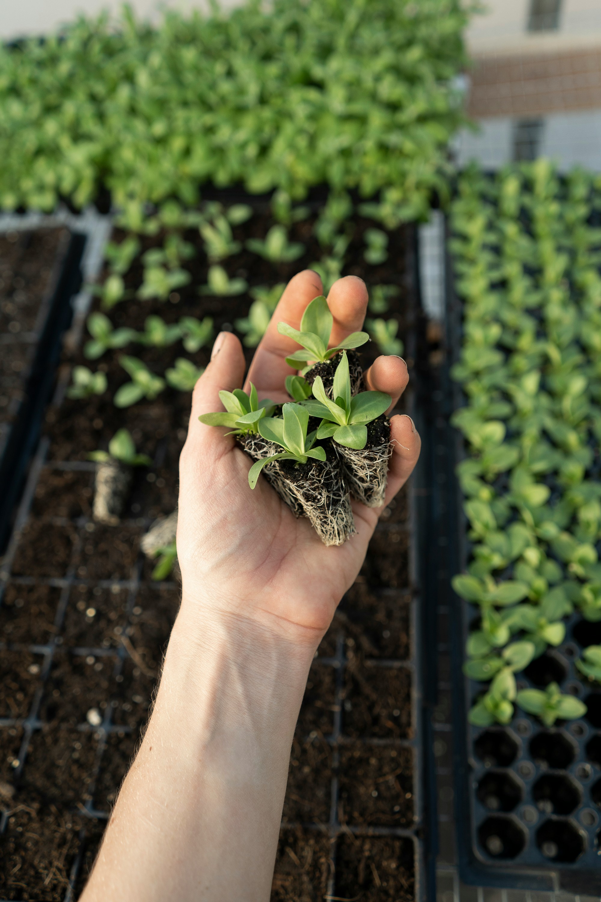 A hand holding several small seedlings with visible roots. In the background, rows of young plants are growing in containers filled with soil, indicating a horticulture setting.